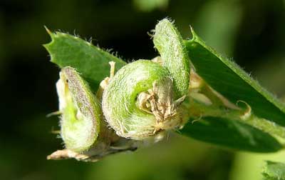 Fruto Alfalfa