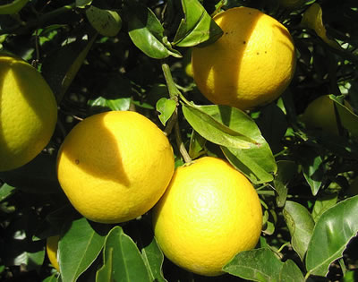 Limones en rama