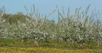 Manzanos en flor